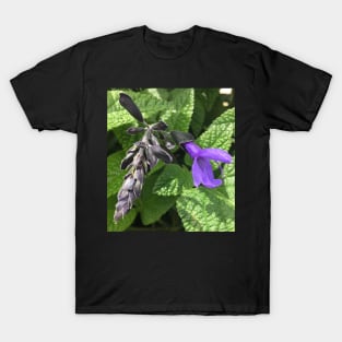 Tender Purple Salvia T-Shirt